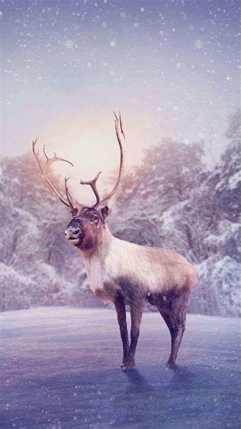 Winter Reindeer Snowy Wallpaper | Deer wallpaper, Animals, Wallpaper