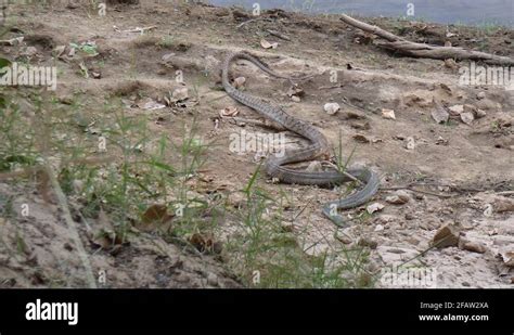 Rat snake habitat Stock Videos & Footage - HD and 4K Video Clips - Alamy