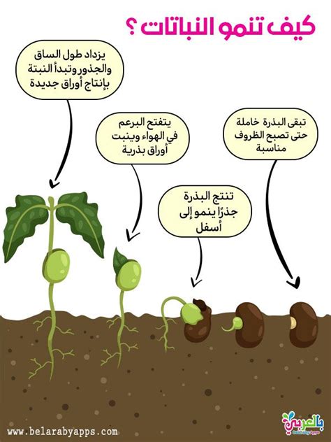 رسم دورة حياة النبات - مراحل نمو النباتات بالصور انفوجرافيك ⋆ بالعربي نتعلم