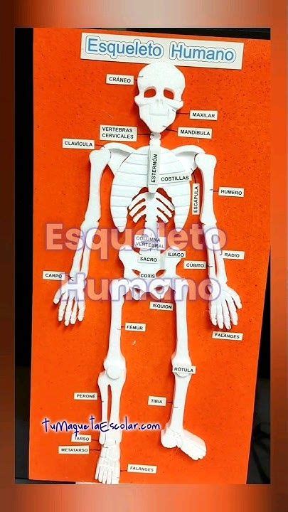 Maqueta del esqueleto humano. #maquetas #maquetasescolares en 2024 | Sistemas del cuerpo humano ...