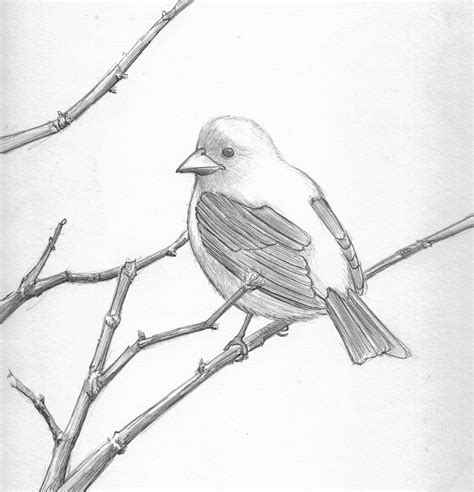 Dibujos De Pajaros A Lapiz - SEONegativo.com