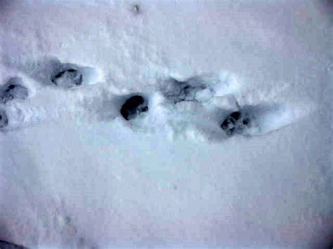 Coyote tracks in snow at McNary Refuge | FWS.gov