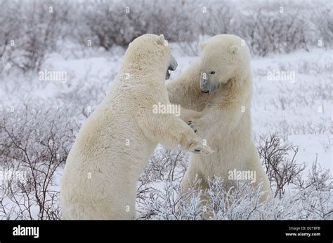 Polar bears sparring, Wapusk National Park, Manitoba, Canada, North America Stock Photo - Alamy