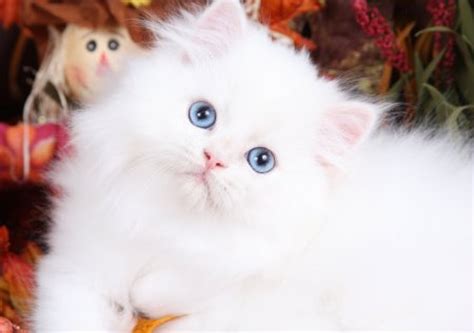 Persian Cat - Askideas.com