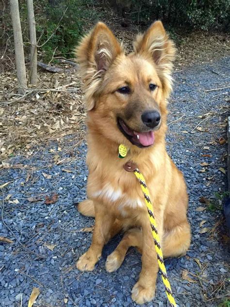 German Shepherd Collie Mix Puppies