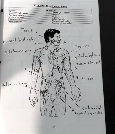 SOLVED: Text: Match the correct word with the letter for this lymphatic ...