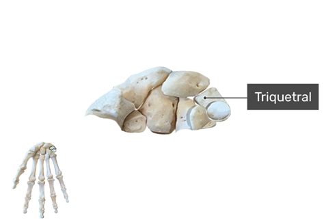 Triquetral Bone : Information and translations of triquetral bone in the most comprehensive ...