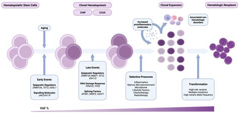 Life | Free Full-Text | Molecular Pathways in Clonal Hematopoiesis: From the Acquisition of ...