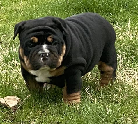 Old English Bulldog Puppies For Sale | Geneseo, IL #327026