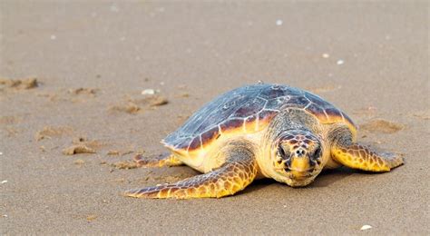 Caretta Resimleri