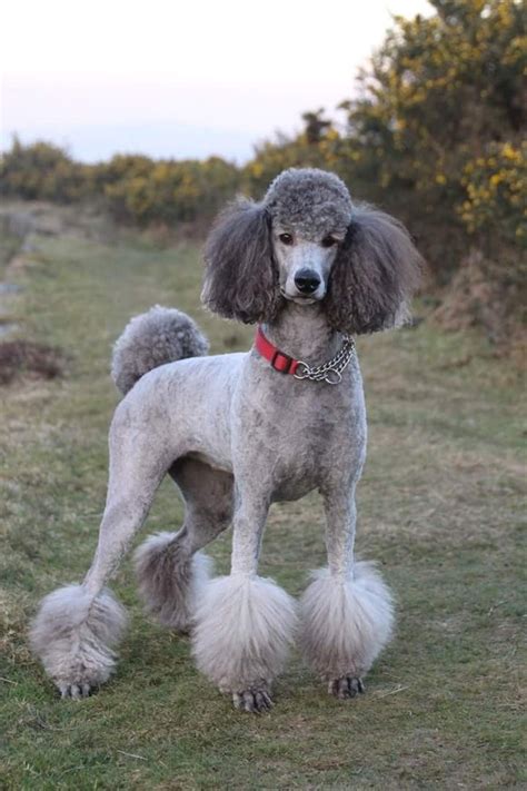 Pin by Maxine Solo on Caniche | Poodle haircut, Poodle puppy, Poodle dog