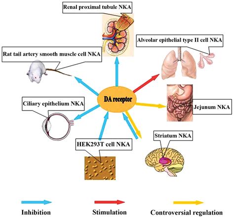 Crosstalk between dopamine receptors and the Na+/K+‑ATPase (Review)