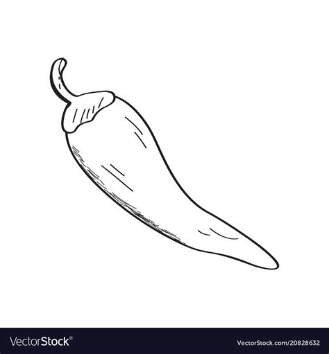 Chili pepper sketch Royalty Free Vector Image - VectorStock