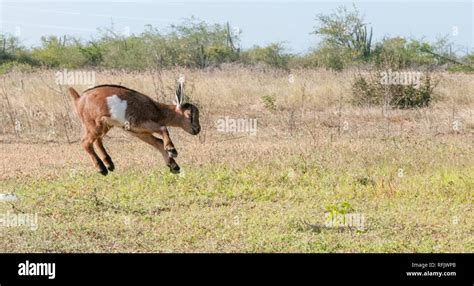 Baby goat jumping Stock Photo - Alamy