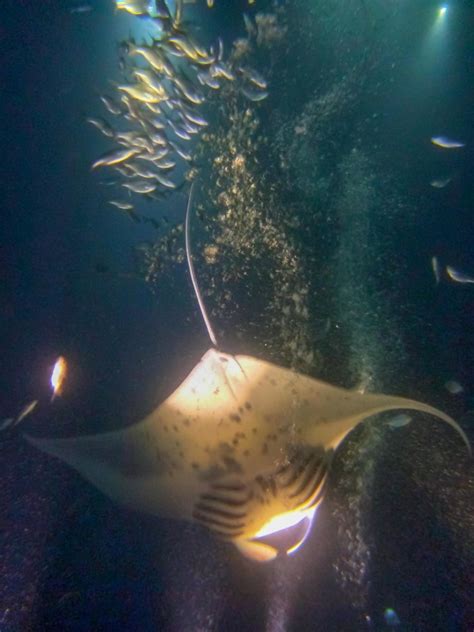 Manta Ray Night Dive ♦ - The Intrepid Life