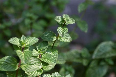 Spearmint: Plant Care & Growing Guide