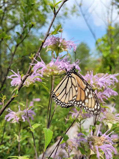 What is the difference between butterflies and moths? - Wildlife Preservation Canada