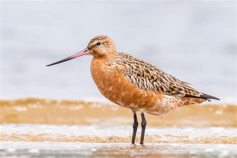 Image 39588 of Bar-tailed Godwit by Adam Higgins