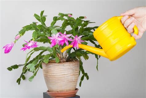 20 Tips to Get Your Christmas Cactus to Bloom During the Holidays ...