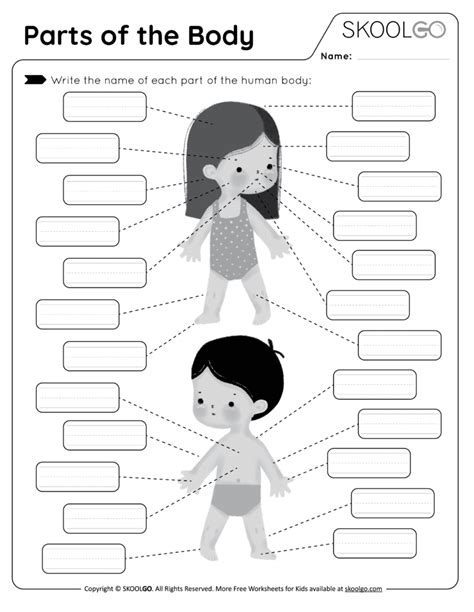 Parts of the Body - Free Worksheet - SKOOLGO