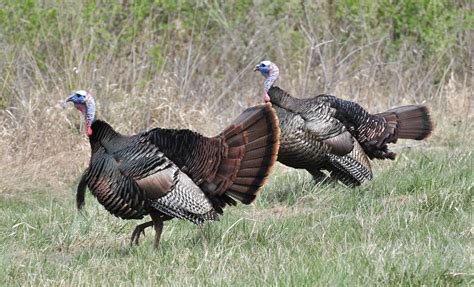 Wild Turkey Hunting Tips That Produce Beards