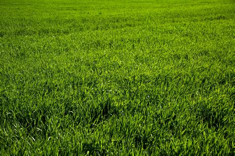 Green Grass Free Stock Photo - Public Domain Pictures