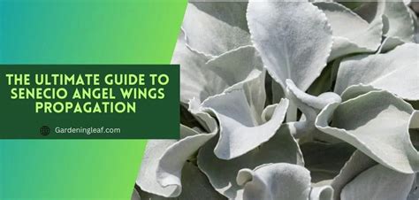 Senecio Angel Wings Propagation : The Ultimate Guide