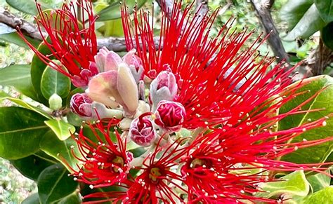 Native Hardwood Trees of Hawai‘i