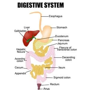 What are digestive disorders? | Health24