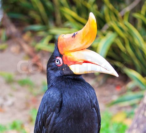 Great hornbill | Stock image | Colourbox