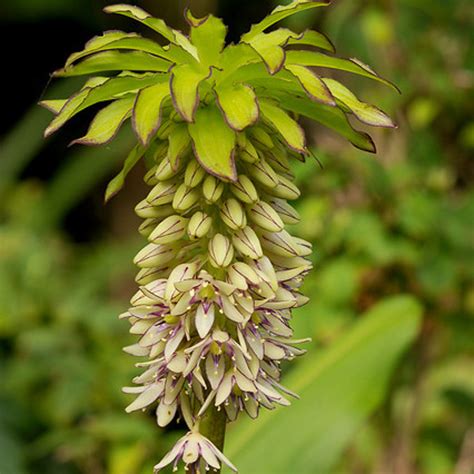 Eucomis bicolor (Pineapple Lily)