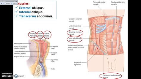 Overview of Abdomen (1) - Layers of Anterior Abdominal Wall - Dr. Ahmed Farid - YouTube