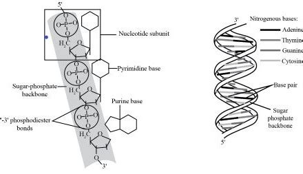 Draw and label a short DNA segment with the following terms ...