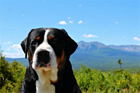 Greater Swiss Mountain Dog Breeders in the USA with Puppies for Sale ...