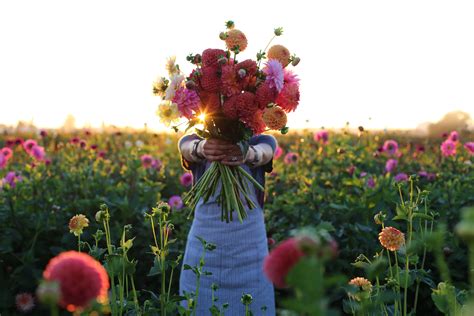 dahlias Archives - Floret Flowers