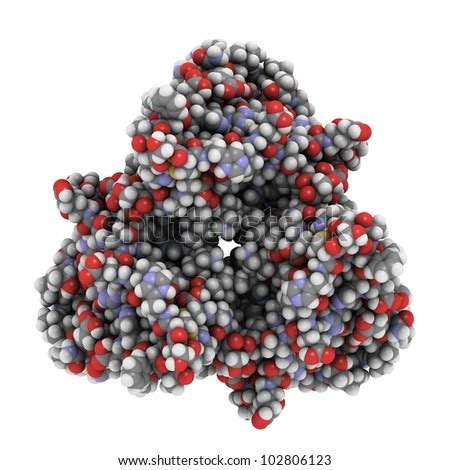 Leptin Satiety Hormone Molecule Chemical Structure Stock Illustration ...