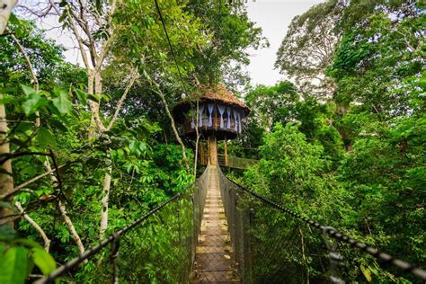 Treehouse Lodge | A Unique Treehouse Hotel In the Peruvian Amazon