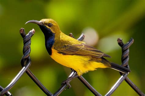 Olive-backed Sunbird male - ZooChat