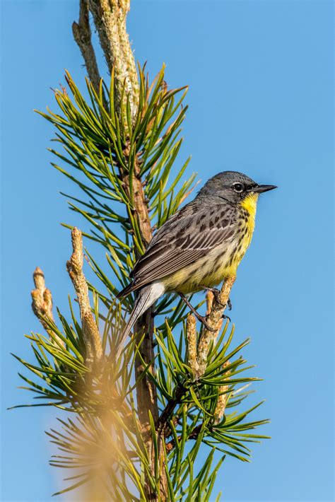 Kirtland's Warbler | Audubon Field Guide