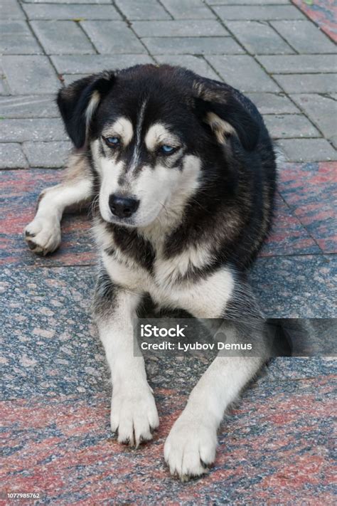 Stray Dog Breed Husky With Blue Eyes Black And White Sitting On The ...