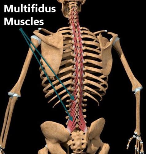 Lower Back Muscle Anatomy and Low Back Pain (2022)