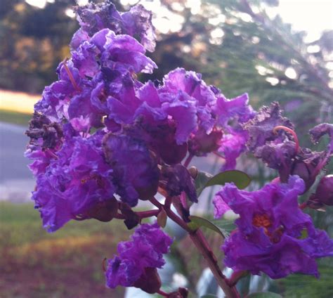 Buy Lagerstroemia Crape Myrtle Purple Velvet 20 Seeds Online in India - Etsy