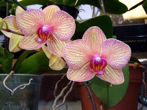 5 Essentials to Growing Orchids Indoors - Plantscapers