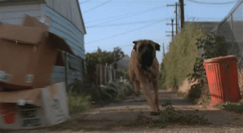 The Dog Chase Part 1 – The Sandlot Filming Location | JacobBarlow.com