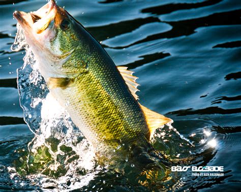 🔥 [50+] Largemouth Bass Wallpapers for Desktop | WallpaperSafari