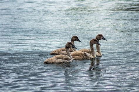 Premium Photo | Cygnets swimming in lake