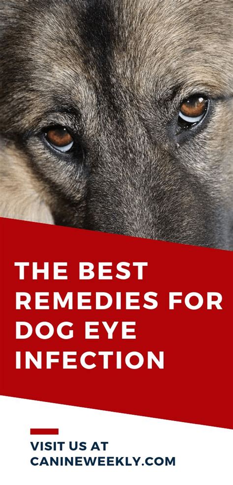 Dog Eye Infection Home Remedies: Symptoms and Natural Treatments | Eye infection in dogs, Eye ...