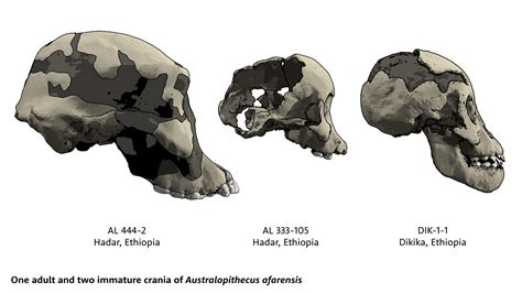 Australopithecus Afarensis Skull Diagram