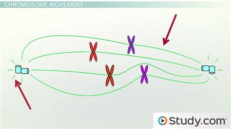 Mitotic Spindle | Definition, Formation & Function - Lesson | Study.com