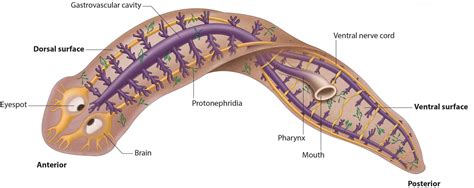 Planarian, the Master of Regeneration - the Science of Stem Cells and Genes